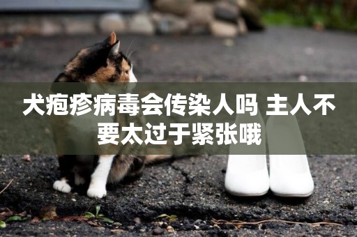 犬皰疹病毒會傳染人嗎 主人不要太過于緊張哦