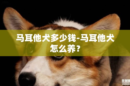 馬耳他犬多少錢-馬耳他犬怎么養？