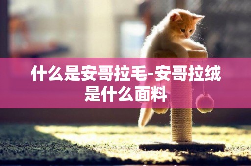 什么是安哥拉毛-安哥拉絨是什么面料