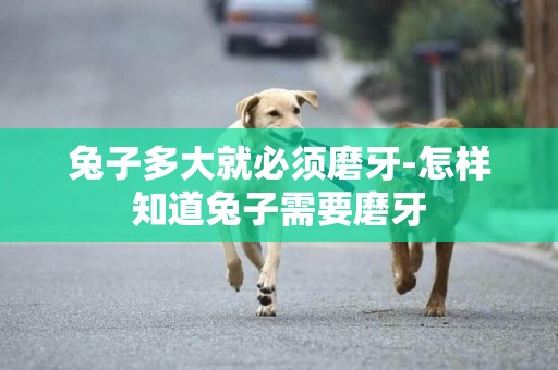 兔子多大就必須磨牙-怎樣知道兔子需要磨牙