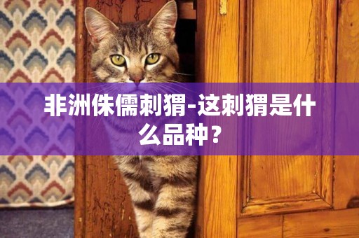 非洲侏儒刺猬-這刺猬是什么品種？