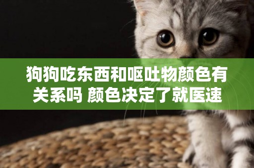狗狗吃東西和嘔吐物顏色有關系嗎 顏色決定了就醫速度
