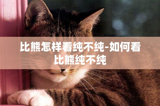 比熊怎樣看純不純-如何看比熊純不純
