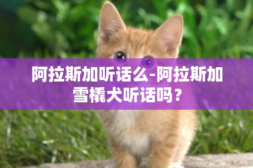 阿拉斯加聽話么-阿拉斯加雪橇犬聽話嗎？