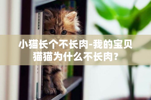 小貓長個不長肉-我的寶貝貓貓為什么不長肉？