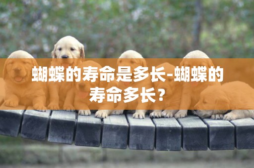 蝴蝶的壽命是多長-蝴蝶的壽命多長？
