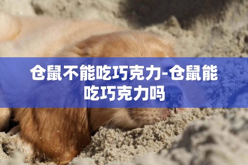 倉鼠不能吃巧克力-倉鼠能吃巧克力嗎