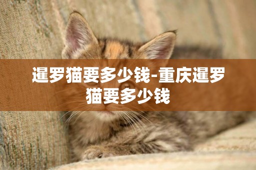 暹羅貓要多少錢-重慶暹羅貓要多少錢