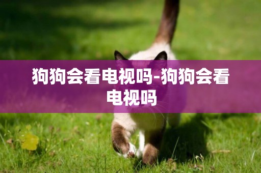 狗狗會看電視嗎-狗狗會看電視嗎