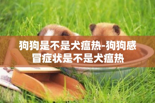 狗狗是不是犬瘟熱-狗狗感冒癥狀是不是犬瘟熱