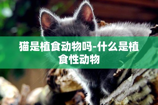貓是植食動物嗎-什么是植食性動物