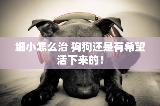 細小怎么治 狗狗還是有希望活下來的！