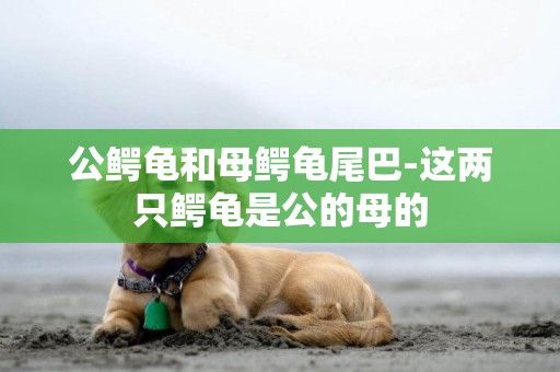 公鱷龜和母鱷龜尾巴-這兩只鱷龜是公的母的