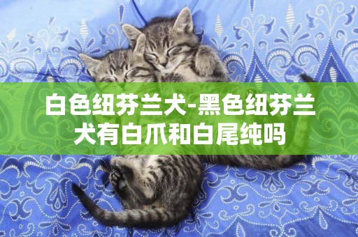 白色紐芬蘭犬-黑色紐芬蘭犬有白爪和白尾純嗎