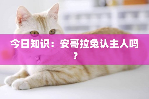 今日知識：安哥拉兔認主人嗎？