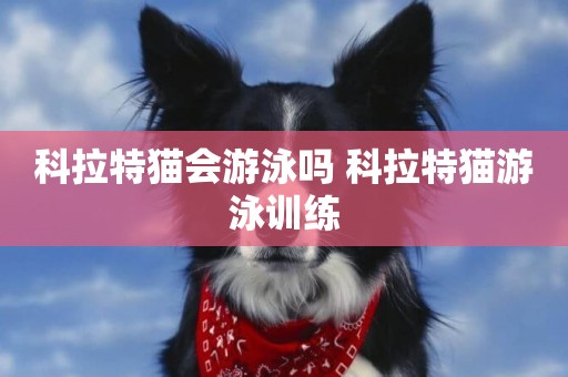 科拉特貓會游泳嗎 科拉特貓游泳訓練