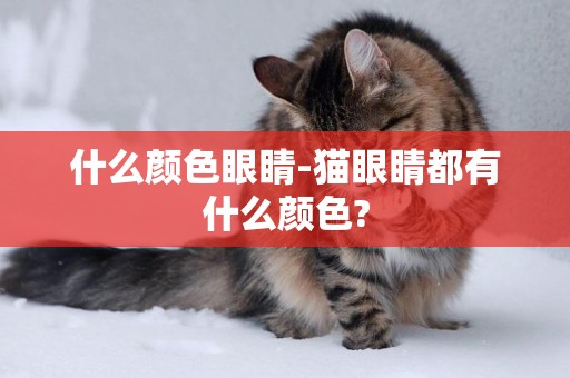 什么顏色眼睛-貓眼睛都有什么顏色?