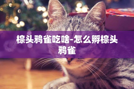 棕頭鴉雀吃啥-怎么孵棕頭鴉雀