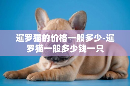 暹羅貓的價格一般多少-暹羅貓一般多少錢一只