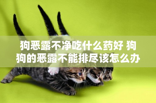 狗惡露不凈吃什么藥好 狗狗的惡露不能排盡該怎么辦