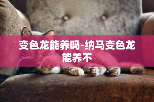 變色龍能養嗎-納馬變色龍能養不