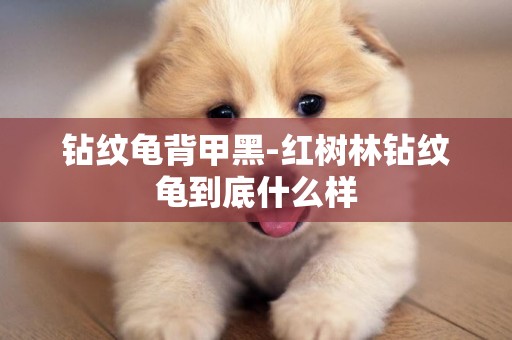 鉆紋龜背甲黑-紅樹林鉆紋龜到底什么樣