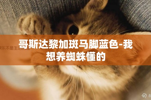 哥斯達黎加斑馬腳藍色-我想養蜘蛛懂的