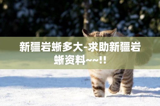 新疆巖蜥多大-求助新疆巖蜥資料~~!!