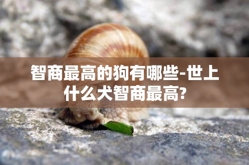 智商最高的狗有哪些-世上什么犬智商最高?