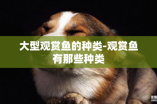 大型觀賞魚的種類-觀賞魚有那些種類
