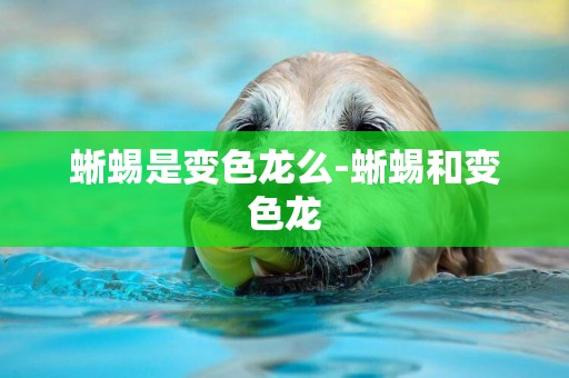 蜥蜴是變色龍么-蜥蜴和變色龍