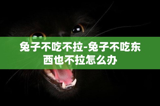 兔子不吃不拉-兔子不吃東西也不拉怎么辦
