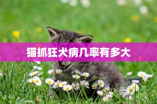 貓抓狂犬病幾率有多大
