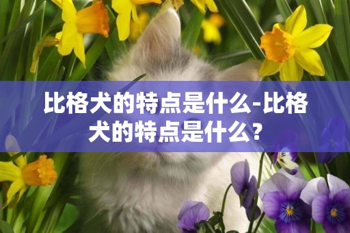 比格犬的特點是什么-比格犬的特點是什么？