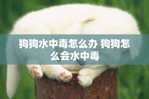 狗狗水中毒怎么辦 狗狗怎么會水中毒