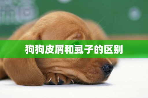 狗狗皮屑和虱子的區別