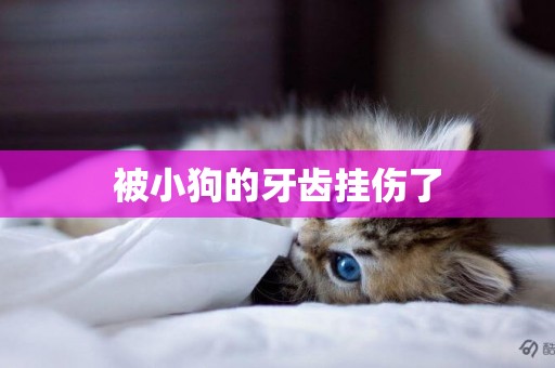 被小狗的牙齒掛傷了