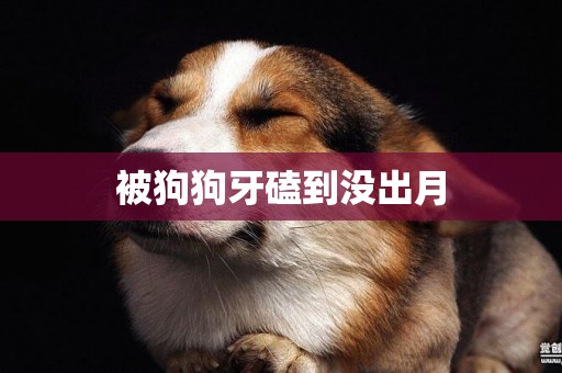 被狗狗牙磕到沒出月