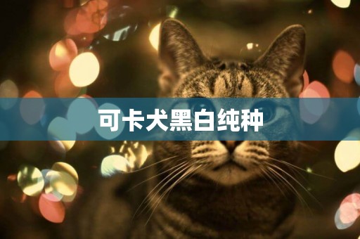 可卡犬黑白純種