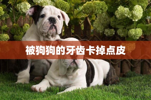 被狗狗的牙齒卡掉點皮