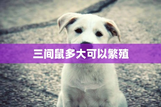 三間鼠多大可以繁殖