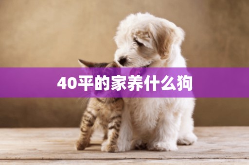 40平的家養什么狗
