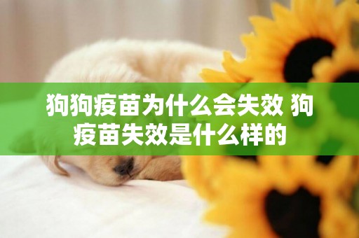 狗狗疫苗為什么會失效 狗疫苗失效是什么樣的