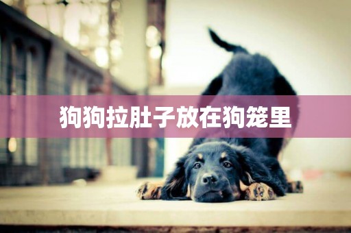 狗狗拉肚子放在狗籠里