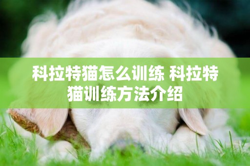 科拉特貓怎么訓練 科拉特貓訓練方法介紹
