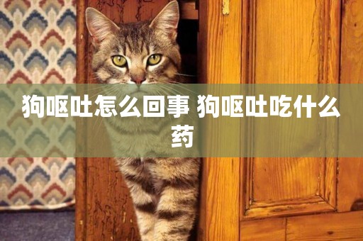 狗嘔吐怎么回事 狗嘔吐吃什么藥