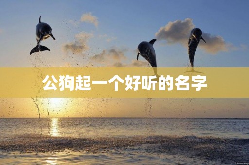 公狗起一個好聽的名字