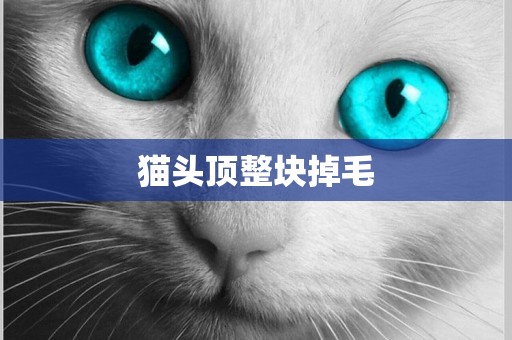 貓頭頂整塊掉毛
