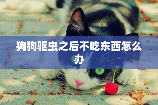 狗狗驅蟲之后不吃東西怎么辦
