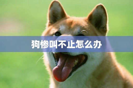 狗慘叫不止怎么辦